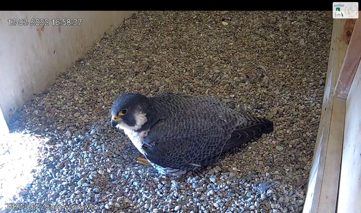 livebirdspoland_6ba1b1f1d9ca07c5a41a73a37ff9e53b.jpg