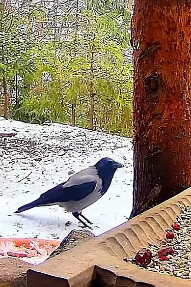 livebirdspoland_a274d528ceeb4fd426c06498cee0417b.jpg