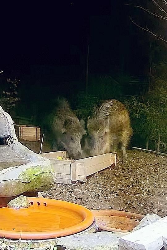 livebirdspoland_0d9de92933e5c800ca7d17542f896ea5.jpg