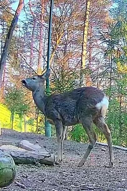 livebirdspoland_42d3c25cd14f13731e58be3db82128b6.jpg