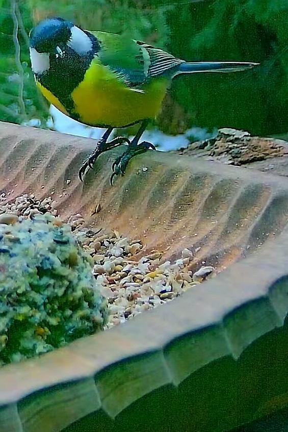 livebirdspoland_68860e13311df7090347bef3839efa81.jpg