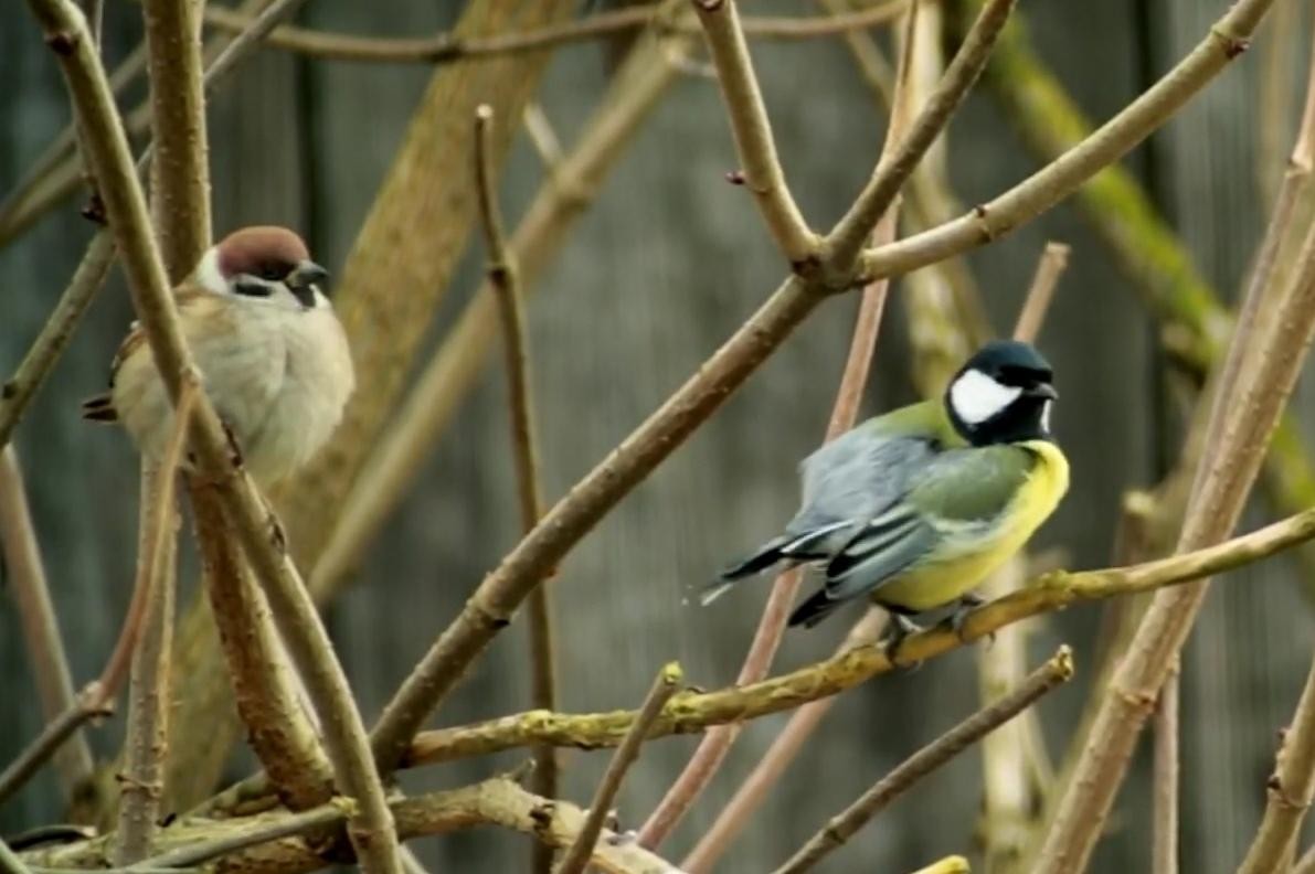 livebirdspoland_b8de5ae843d6d9871c8ad1259134da67.jpg