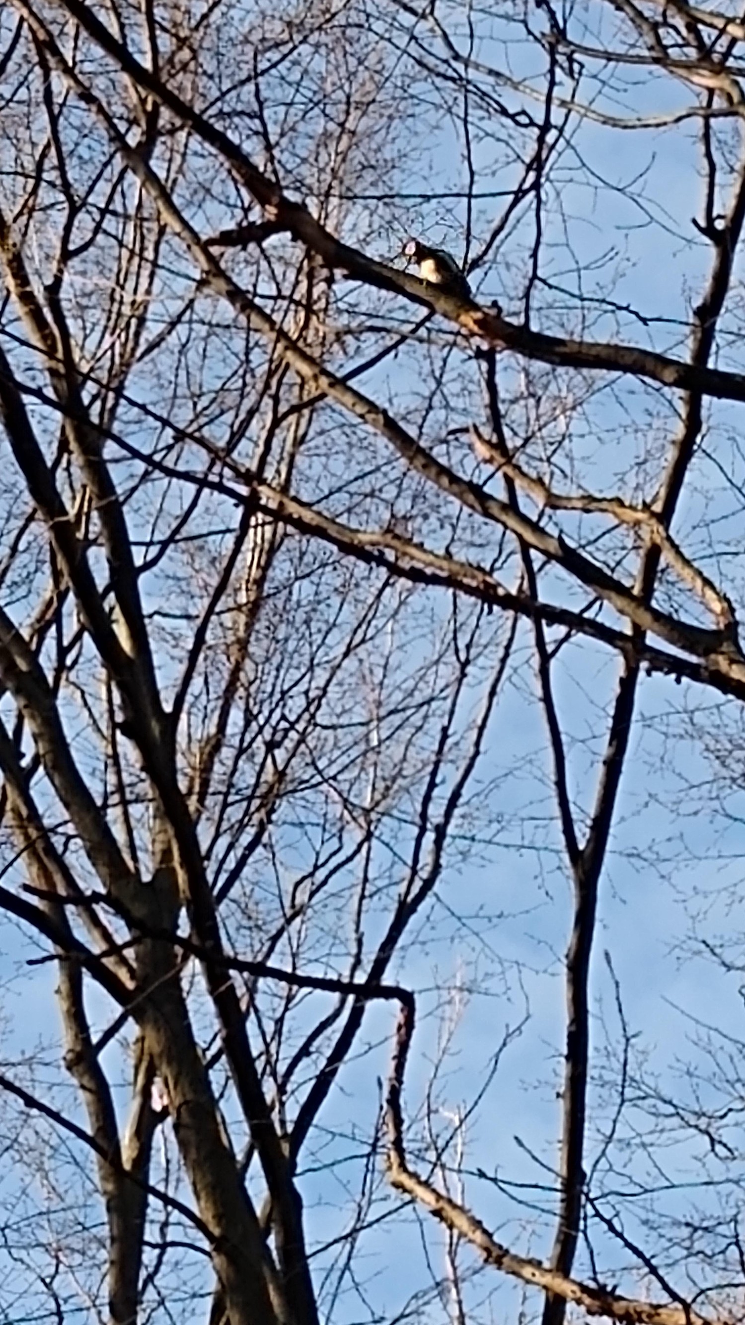 livebirdspoland_ed4066ec6c7cd8dbfcf671f6661cffd6.jpg