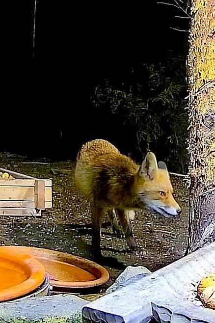 livebirdspoland_8cbeceaef1239cc74b8c6cba0657865e.jpg