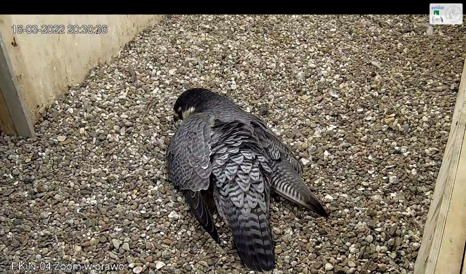 livebirdspoland_586ee27e6d63c4dc1636f2599fb50a0d.jpg