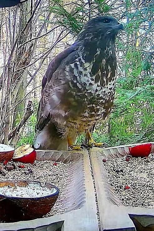livebirdspoland_2e624a6858135914d13947bb11072519.jpg