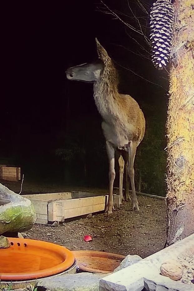 livebirdspoland_daa0e6be3f1cbbb42e786c0239327920.jpg