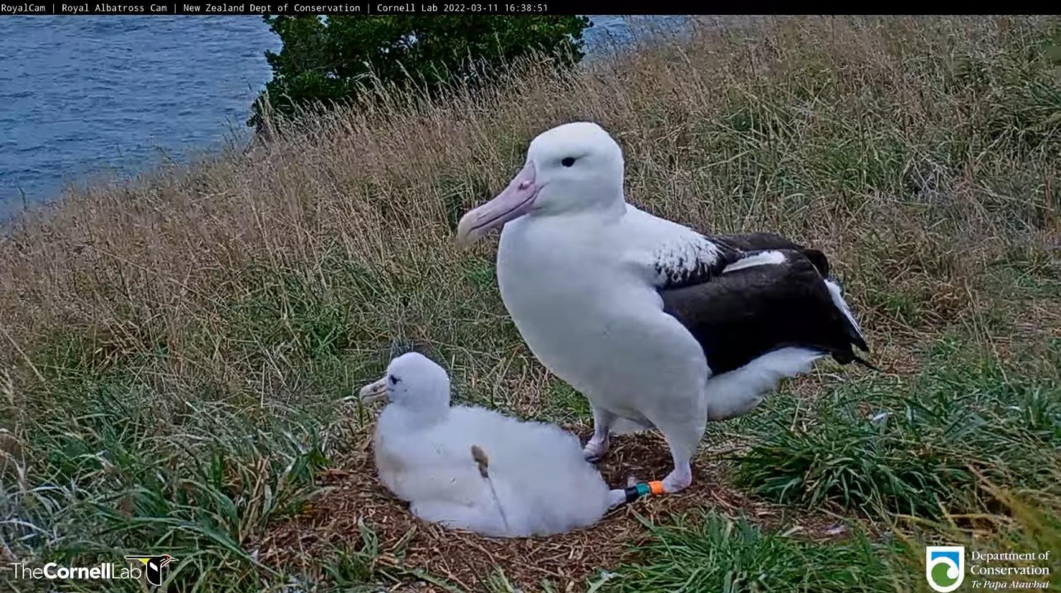 livebirdspoland_10da8d59052e90a8a74e59be2afbd1a5.jpg