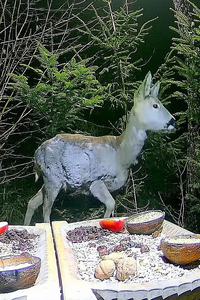 livebirdspoland_9a0ee7a3dc02727e7ee60e24f1646edd.jpg