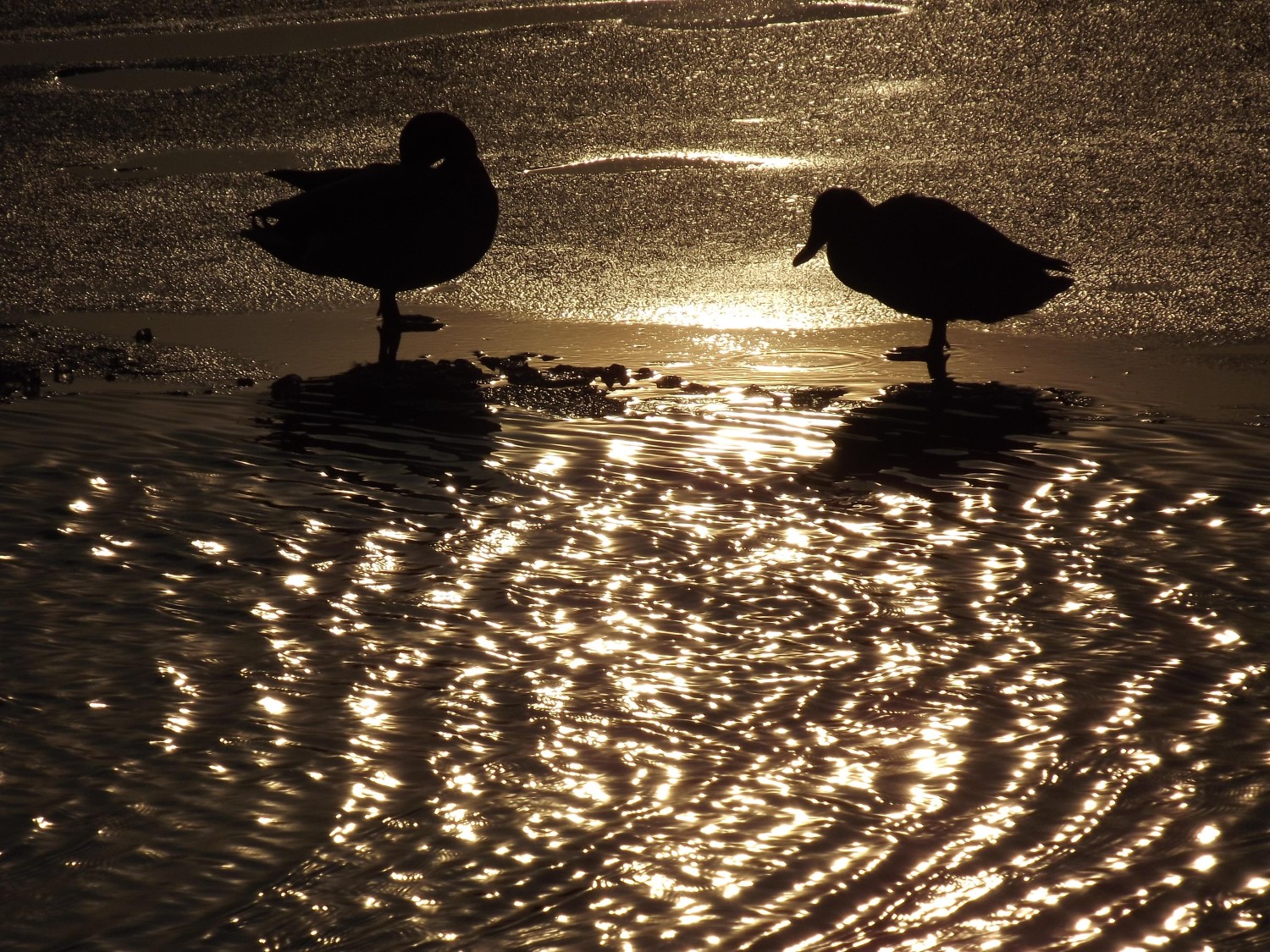 livebirdspoland_a010b411deb509f5c124c9b8cc25cfa7.jpg