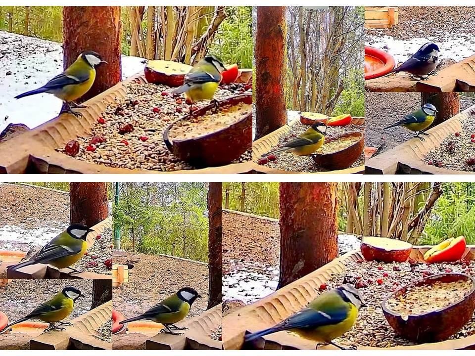 livebirdspoland_d74b17637b1fa8dec39f925ff9eaa1ad.jpg