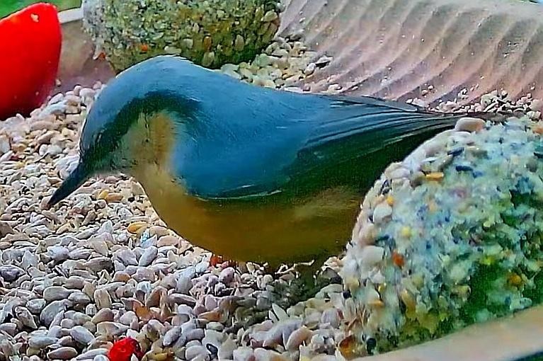livebirdspoland_d6f34880568810dd3f8000d1cde25664.jpg