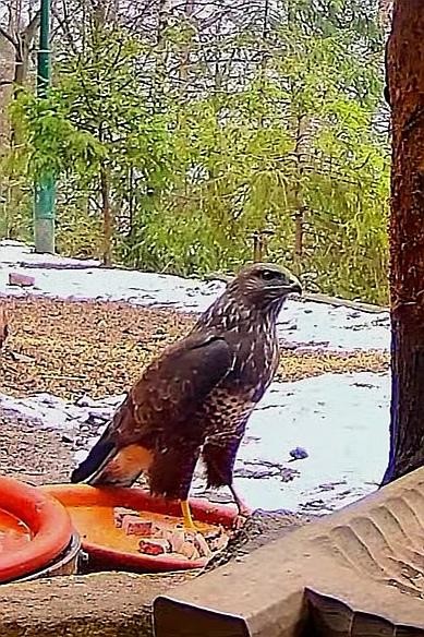 livebirdspoland_37276b80acdf3c3d501738ce10976897.jpg