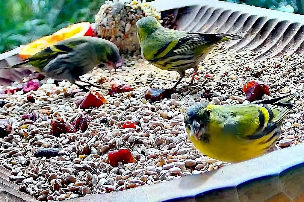 livebirdspoland_066dd621d63d39b87546e52714656669.jpg