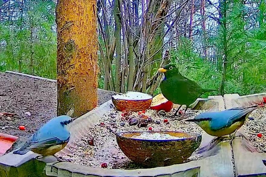 livebirdspoland_bdbda838ec9acfd507daa47087b75c25.jpg