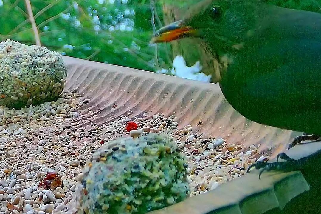 livebirdspoland_356b68513878b3b55ae63b0b0a3c48bd.jpg