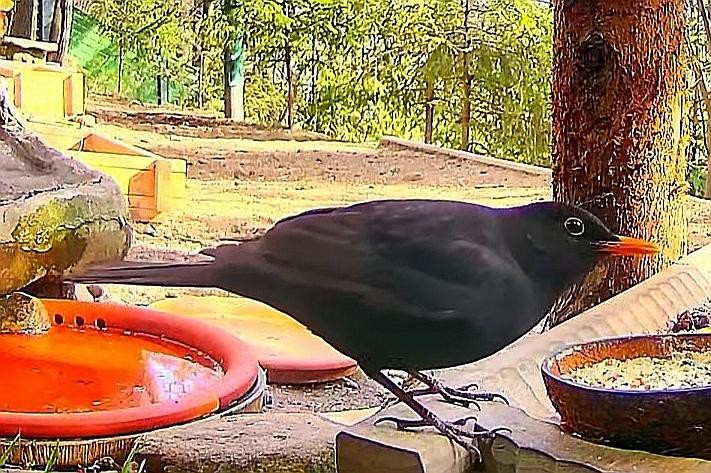 livebirdspoland_366968d273ed50a9841da1f448c6827a.jpg