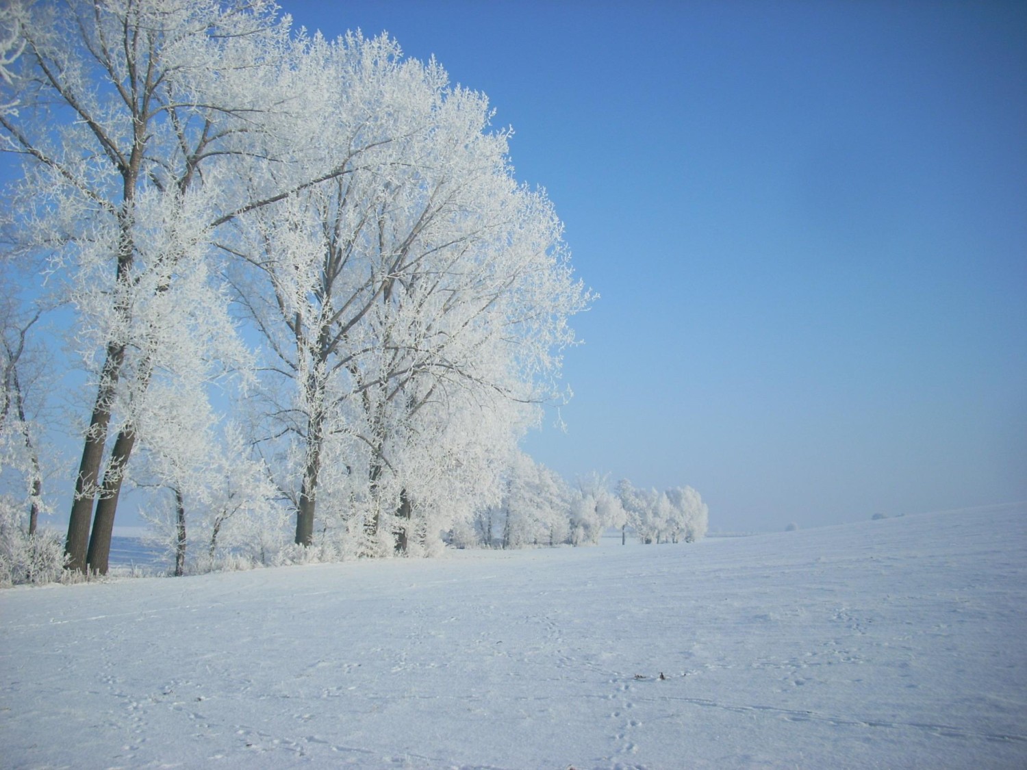 livebirdspoland_079b27e6bfee72cc0b324b34c9d57ed5.jpg