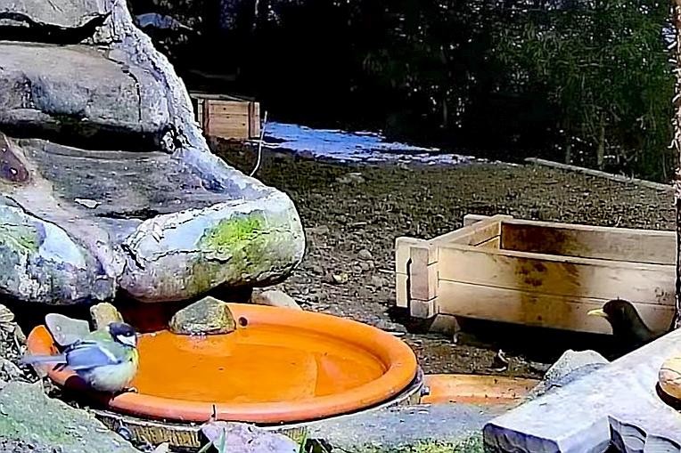 livebirdspoland_8e003ab7231c357fc8cf588421bbfbdb.jpg