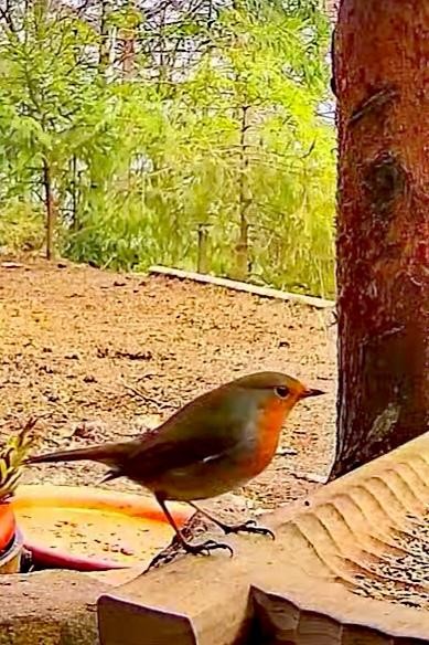 livebirdspoland_3a9ff1fe33a5c6d32accf7bbaf03a9f9.jpg