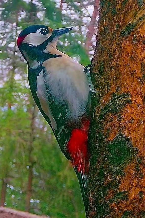 livebirdspoland_5945162ee694cacfe3542ec82385a4a6.jpg