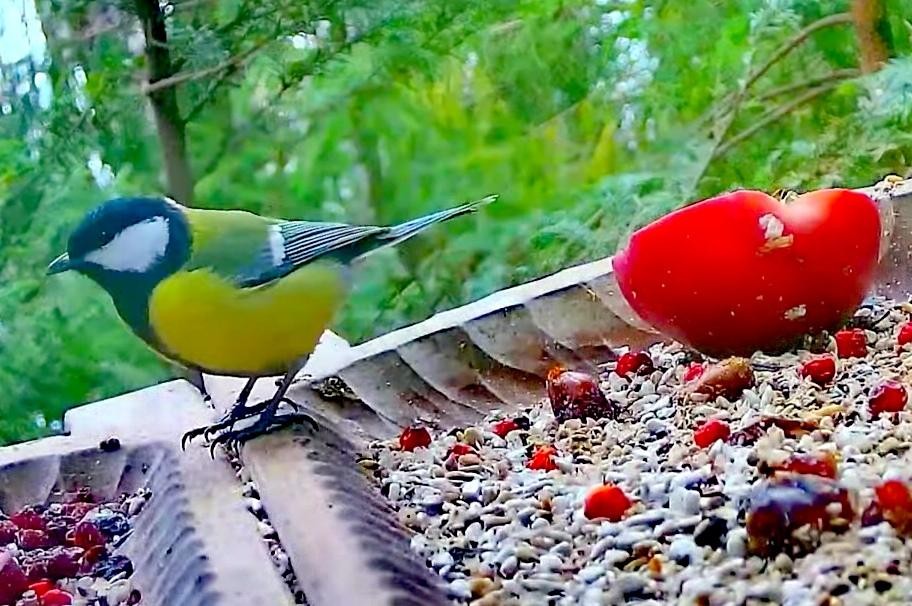 livebirdspoland_e4ec03086ff8700e37ec7fcd822e7347.jpg