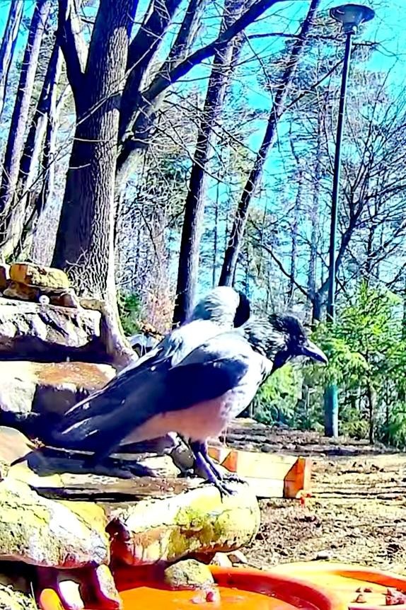 livebirdspoland_ce67140b76e067ffa18a666bf9f97f7c.jpg