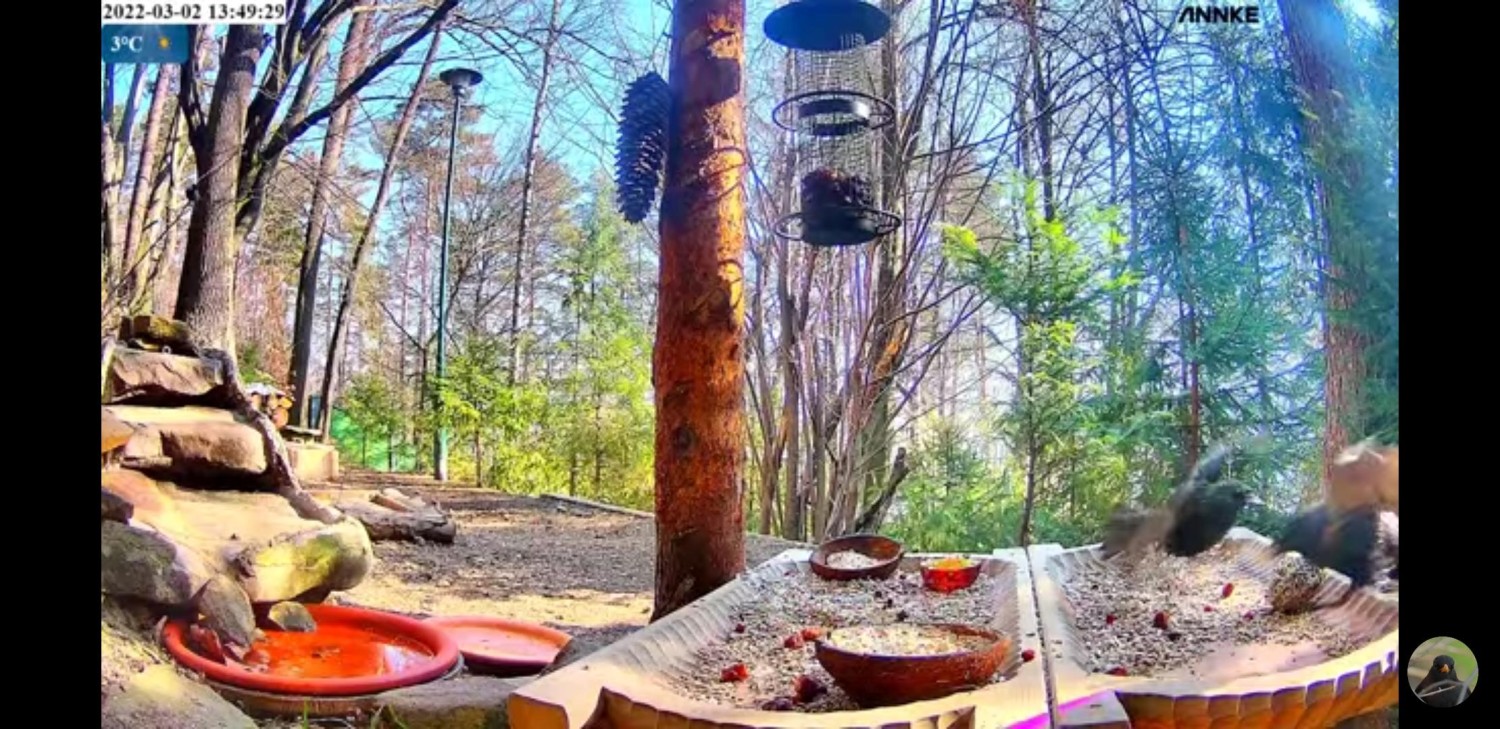livebirdspoland_d2aa3e4e41473c35441cf89f1c5ae6e7.jpg
