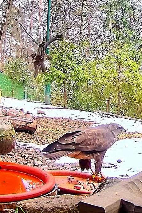 livebirdspoland_ed499eb7585cb0a59e4f69c4f1cf6d55.jpg