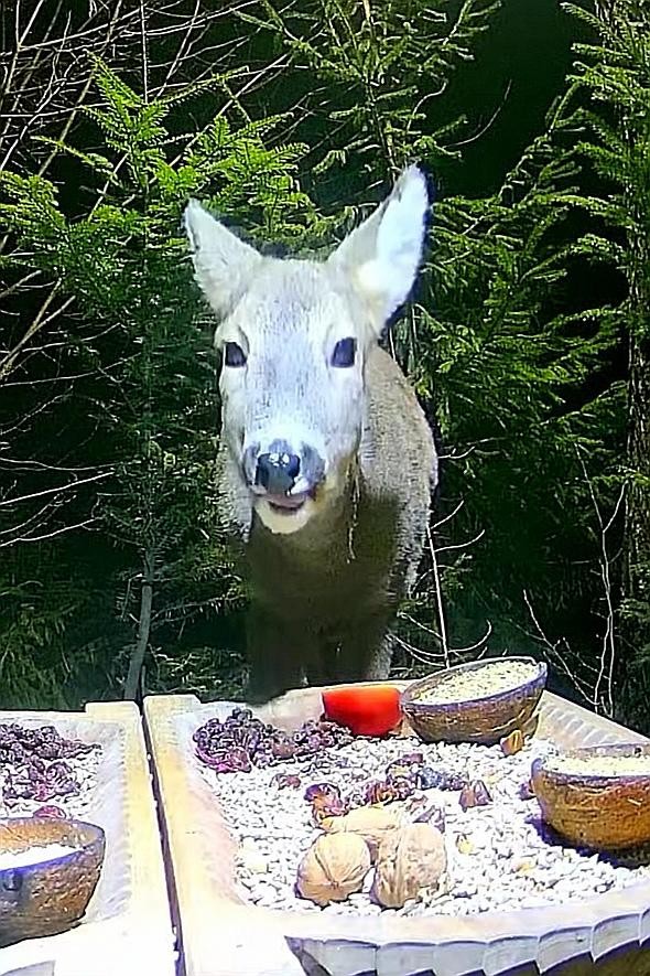 livebirdspoland_ebc46394f009cec6dd3e832544a5e895.jpg