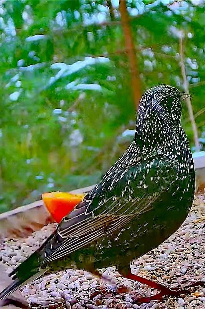 livebirdspoland_9ce9e7d7320eaf7395612295916d4ad8.jpg