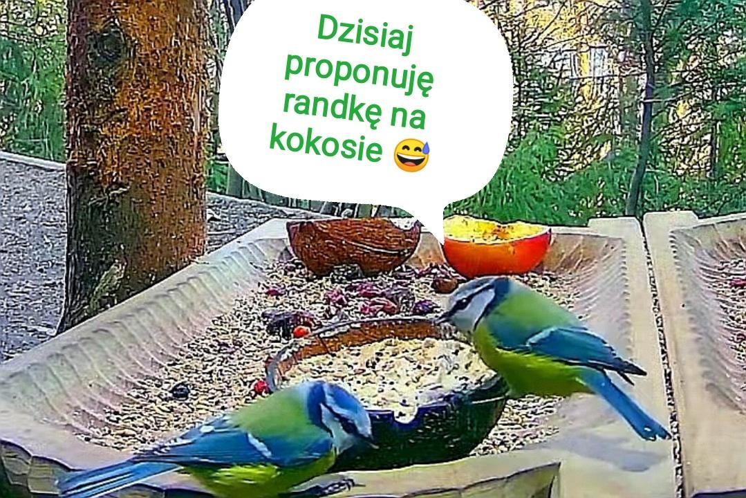 livebirdspoland_bd86db3ba44bfce6f27b4301bc117742.jpg
