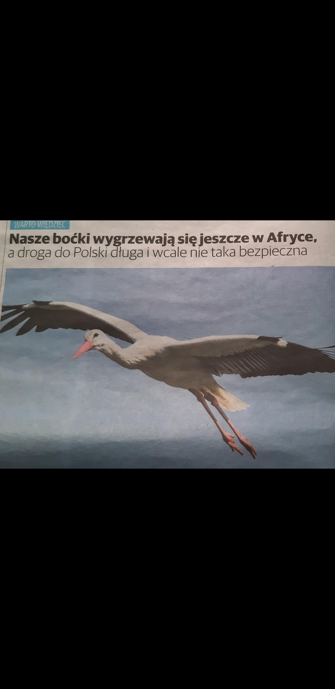 livebirdspoland_4bdfb2e458f838b6c9fbcdba05b3e820.jpg