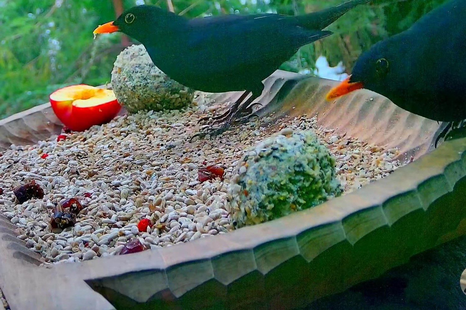 livebirdspoland_b56e1ae24518ab9f0e2e50d55ddf8c37.jpg