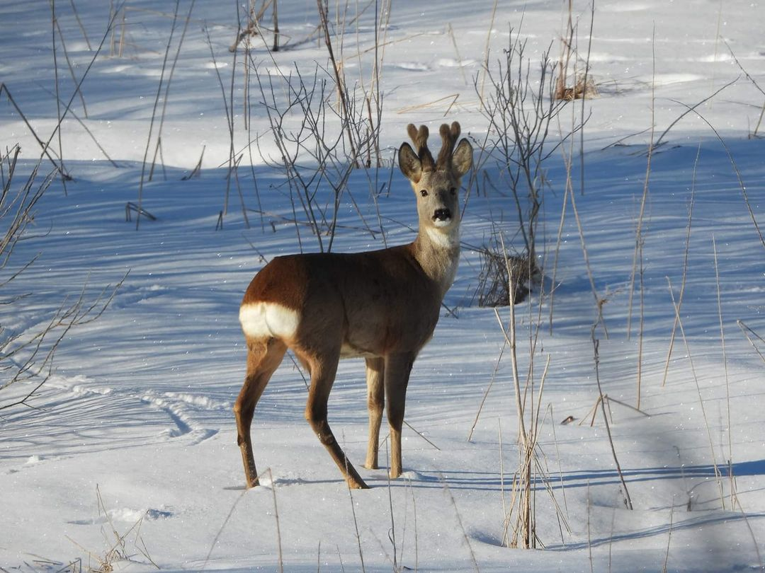livebirdspoland_ece5f1986d36d6b76b294e776a393c2d.png