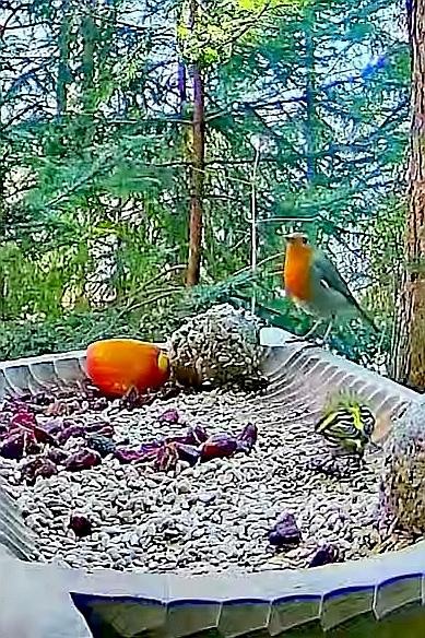 livebirdspoland_7cffac34c41ab42b3aca5ed22733f3e6.jpg