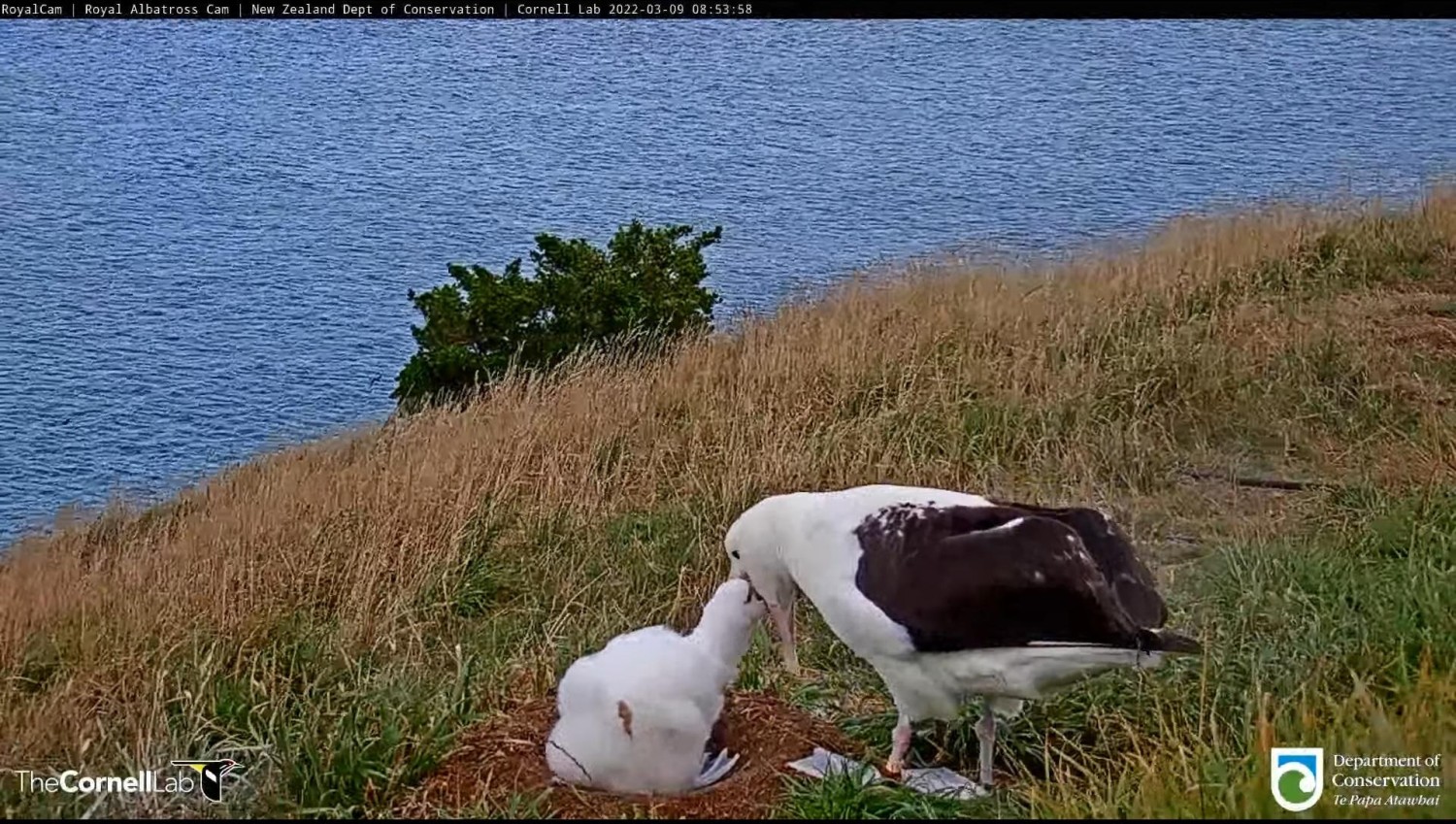 livebirdspoland_03e8f09d8d1dbe0f1722f90446dbd4c5.jpg