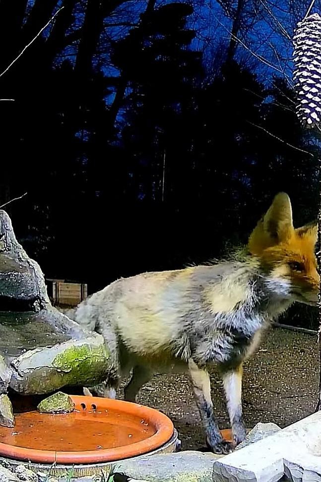 livebirdspoland_dcb2e230b32616b72d8b70937497bfbe.jpg