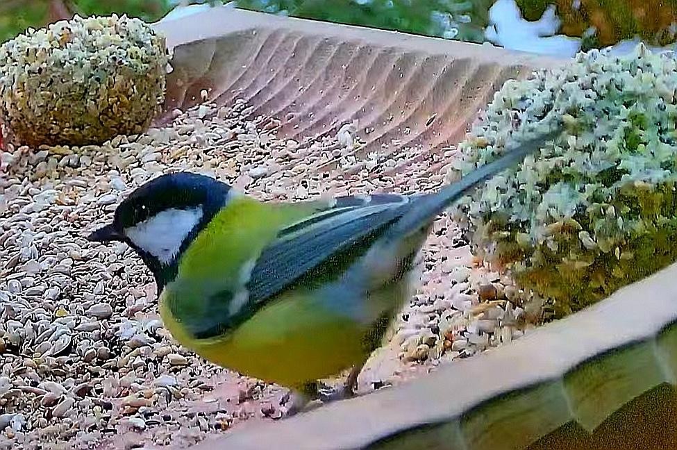 livebirdspoland_60d8bdbda53f6756fa5abd54f920b3ed.jpg