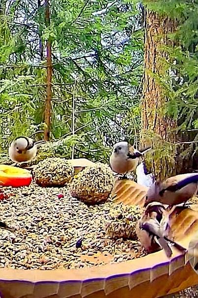 livebirdspoland_b4e51d733a7fba76a33867d322151199.jpg