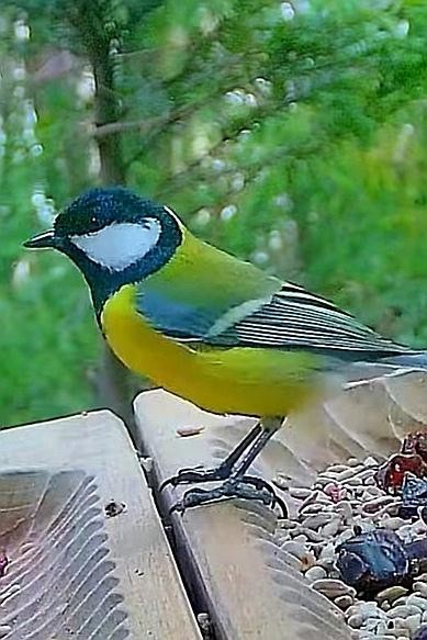livebirdspoland_edc98866b777eb900eb11dfb1e89e6d7.jpg