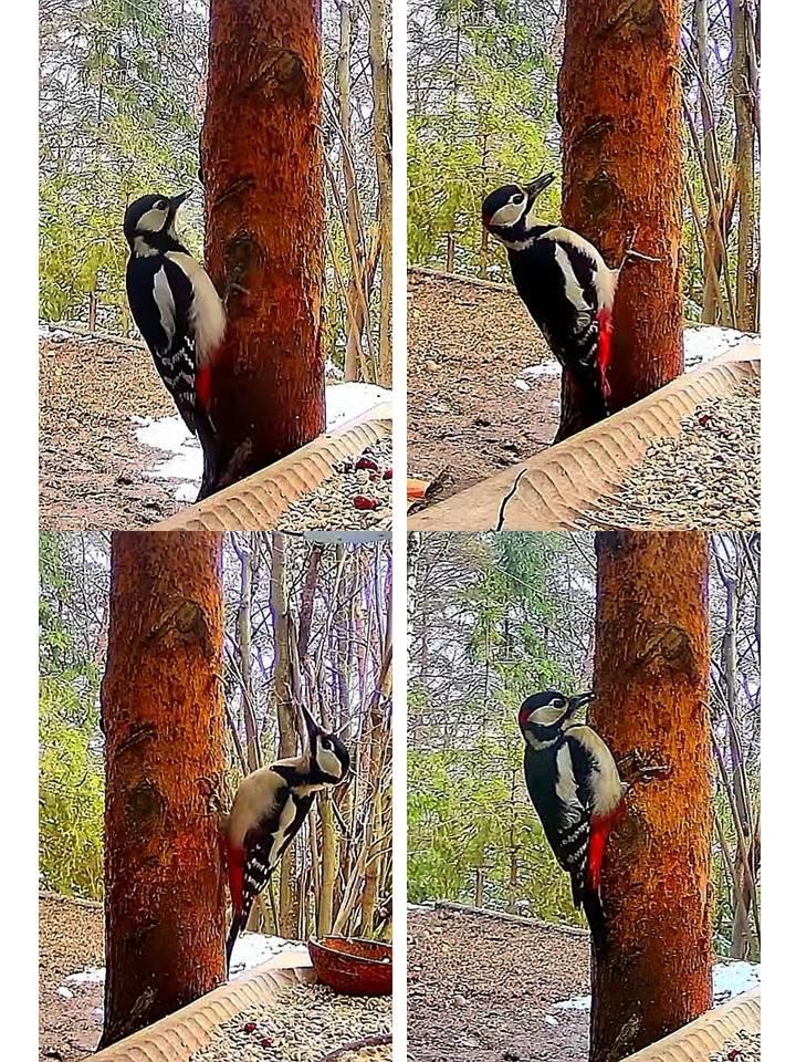 livebirdspoland_354d12fbd48689615e6e65d4fd514a05.jpg