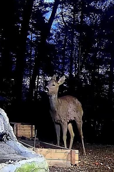 livebirdspoland_8af71055bbbf8f56b3e8dee94d56e6a3.jpg