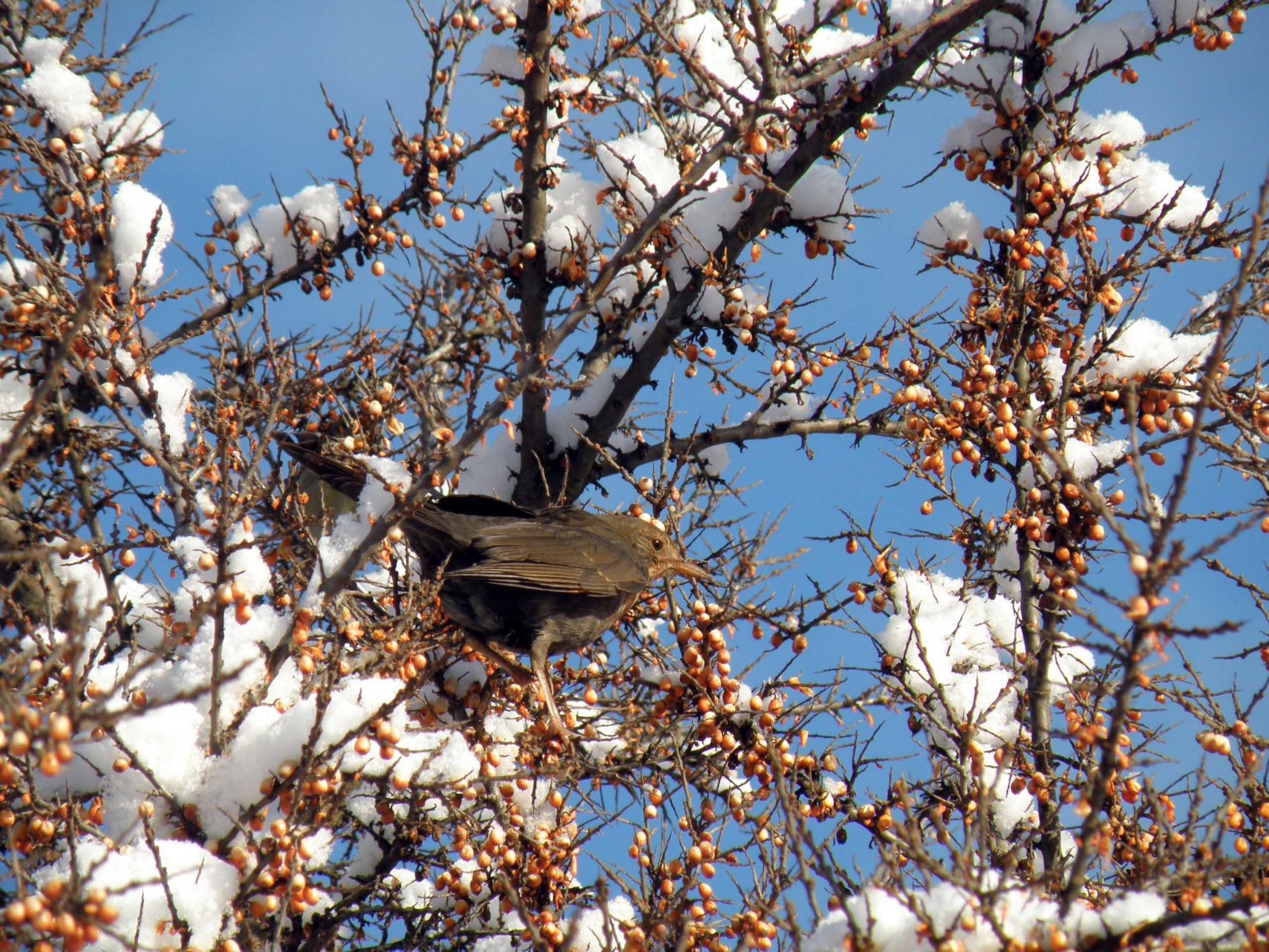 livebirdspoland_ef726f8c71523cdbe5c20157083a37c0.jpg
