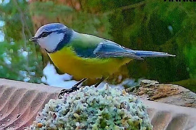 livebirdspoland_d184f341fb2421b62a7cb21e14550d5a.jpg