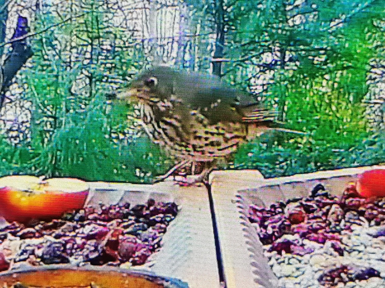 livebirdspoland_f9bcc230af2de91b4e2a115b9d90dd44.jpg