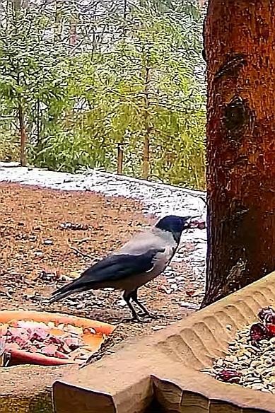 livebirdspoland_59ebf2228a72ca05ce3390011d31c52f.jpg