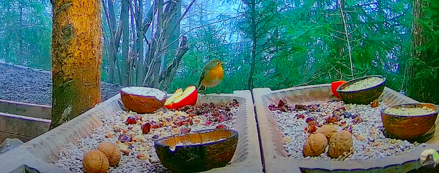 livebirdspoland_7e23ea6e5e0d3165272d78b2526a9696.png