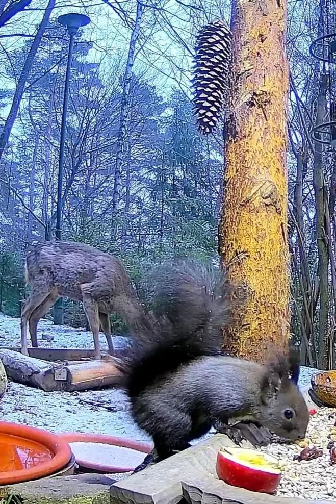 livebirdspoland_b398f8f4f0fd57bb156499bb99503f8b.jpg