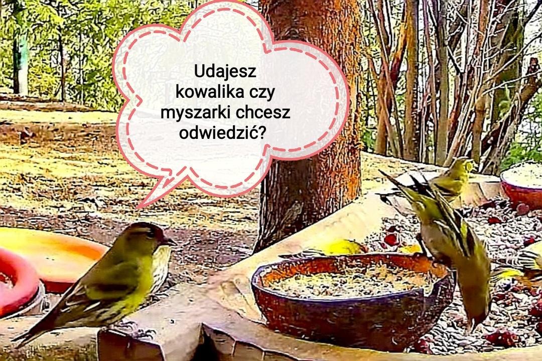 livebirdspoland_bc70fabbc9819ab1700a5cc7e440c279.jpg